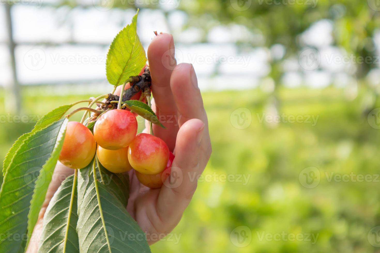 Ripe cherries on a branch with leaves in a female hand. Hands with cherries. Picking cherries and cherries in the garden or on the farm on a warm sunny day. photo