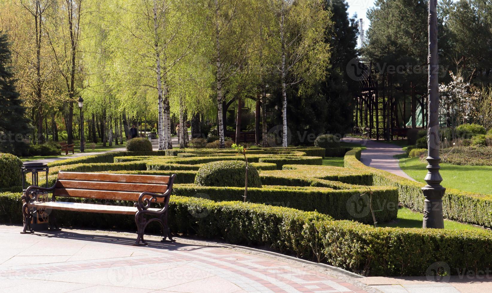 Green bush fences in the city park. Natural gardening. Nice view of the well-kept garden. Landscaping in the summer. photo