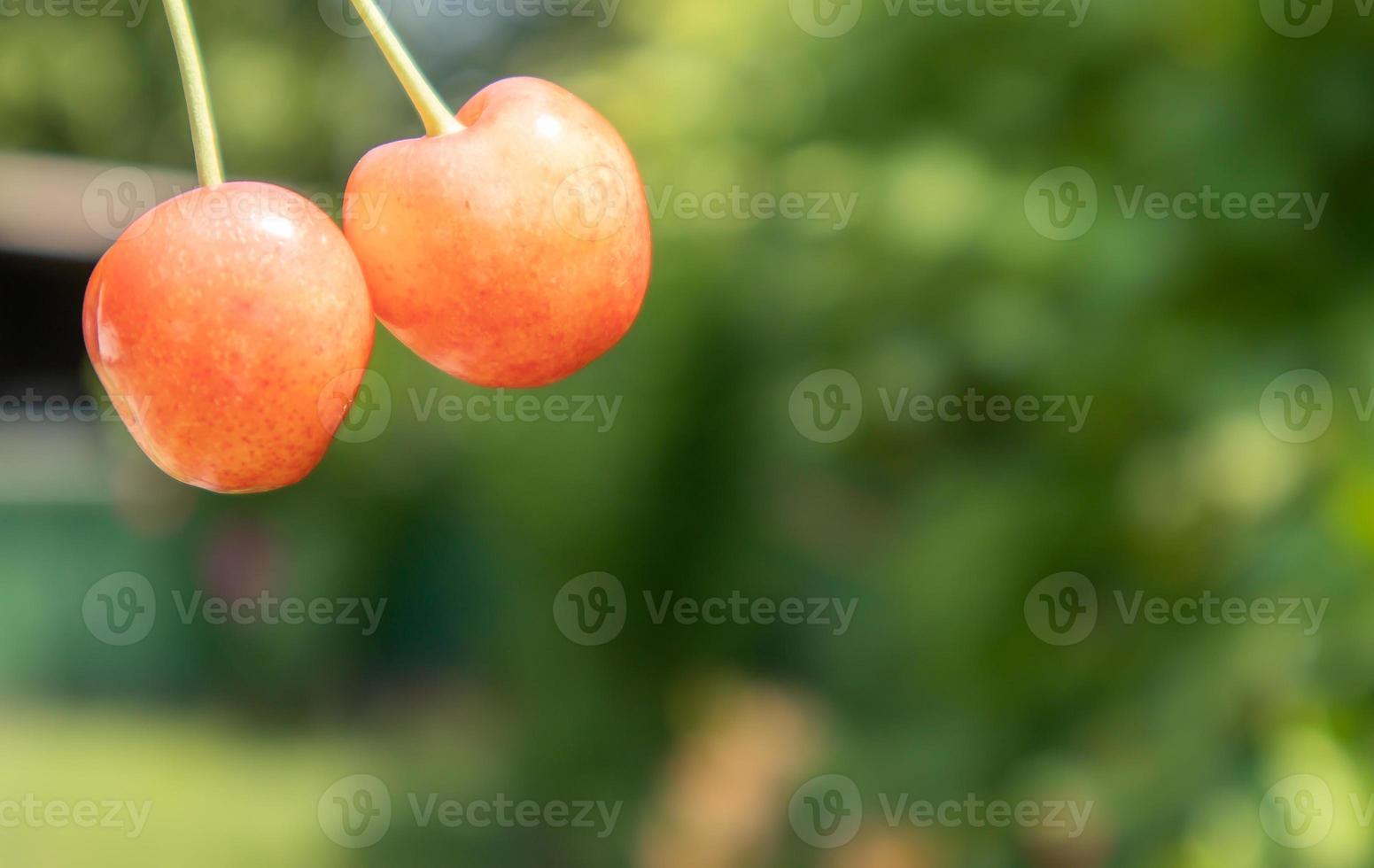 Two ripe cherries, close-up. Ripe juicy berries. Summer red fruits and berries. Two ripe red sweet cherries in the garden in summer with blurred foliage background. photo