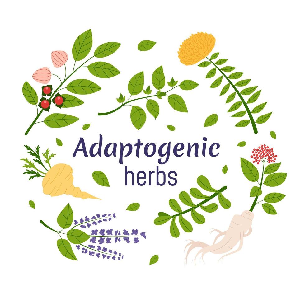 Collection of adaptogen plants. Set of ayurvedic herbs. Flat vector illustration.