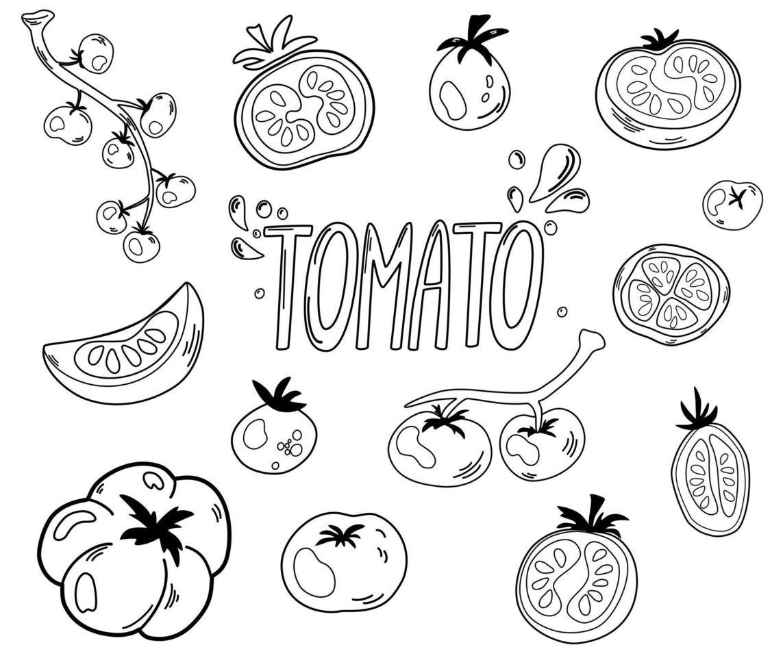 Tomatoes contours set. Tomatoes, slices, halves, cherry tomatoes and a bouquet are isolated on a white background. Outline ink style sketch. Hand draw Vector Illustration.