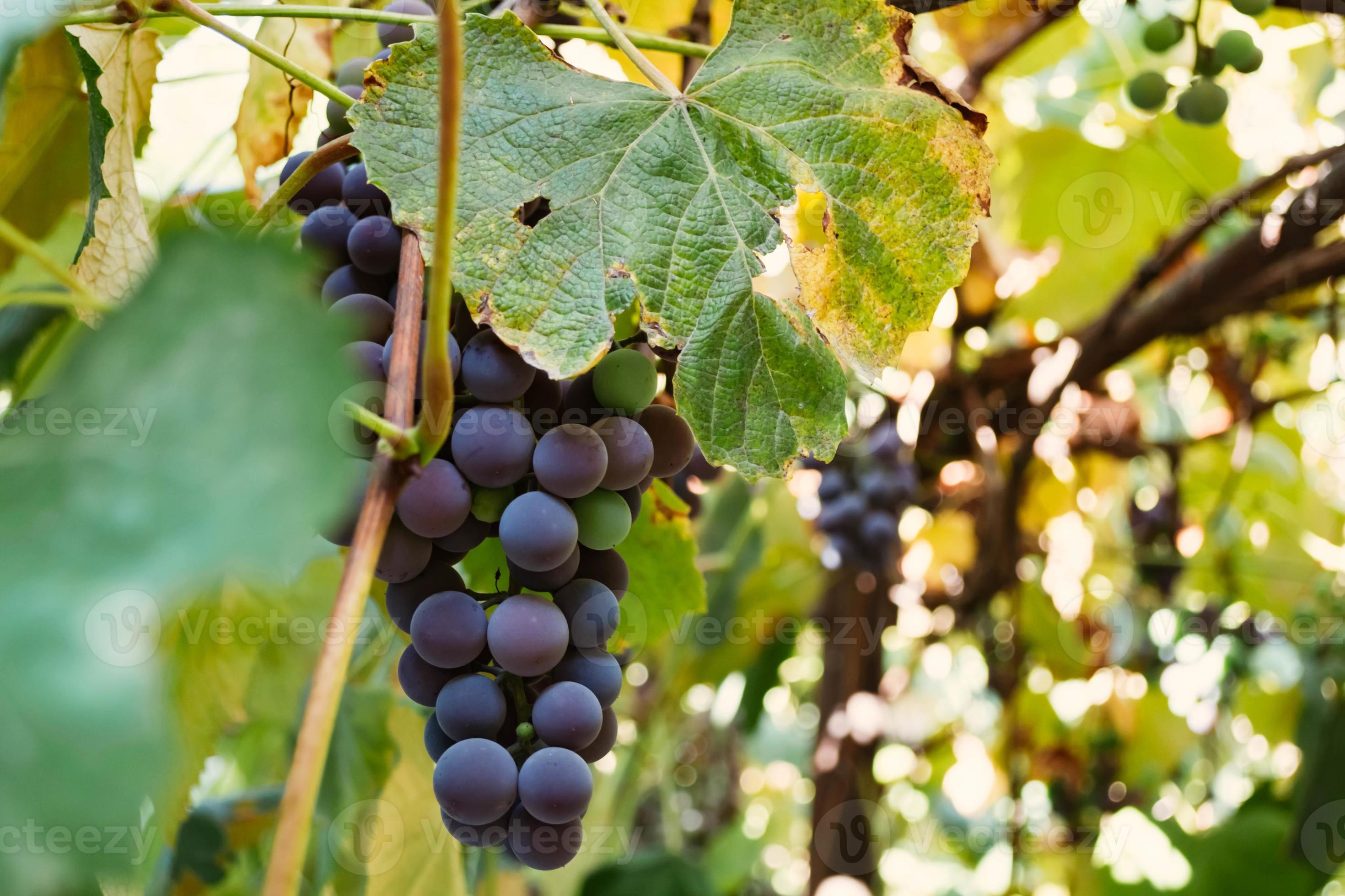 Isabella grape variety. 4441367 Stock Photo at Vecteezy