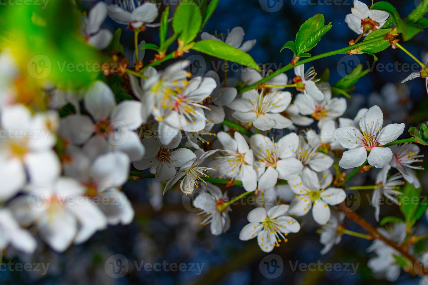 Plenty of White Plum Blossoms on a branch at night on a beautiful dark background. photo