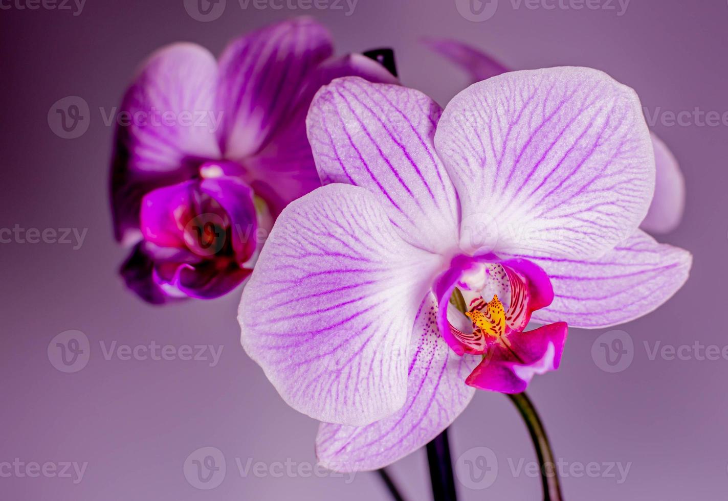 hermosa orquídea púrpura en una rama foto