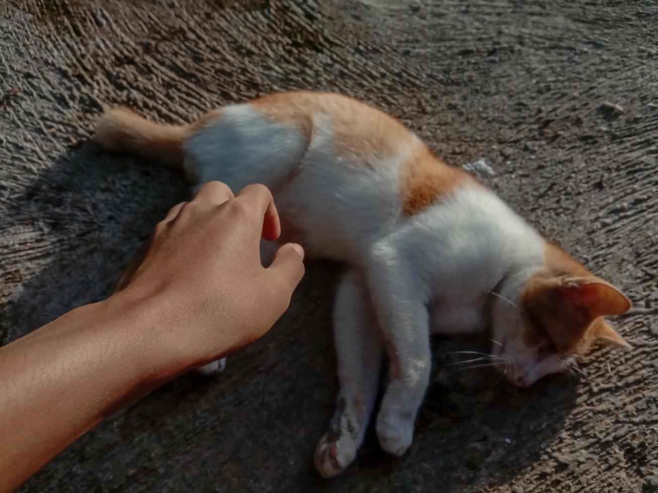 Cute little red kitten sleeps. Cat sleeping on the floor. photo