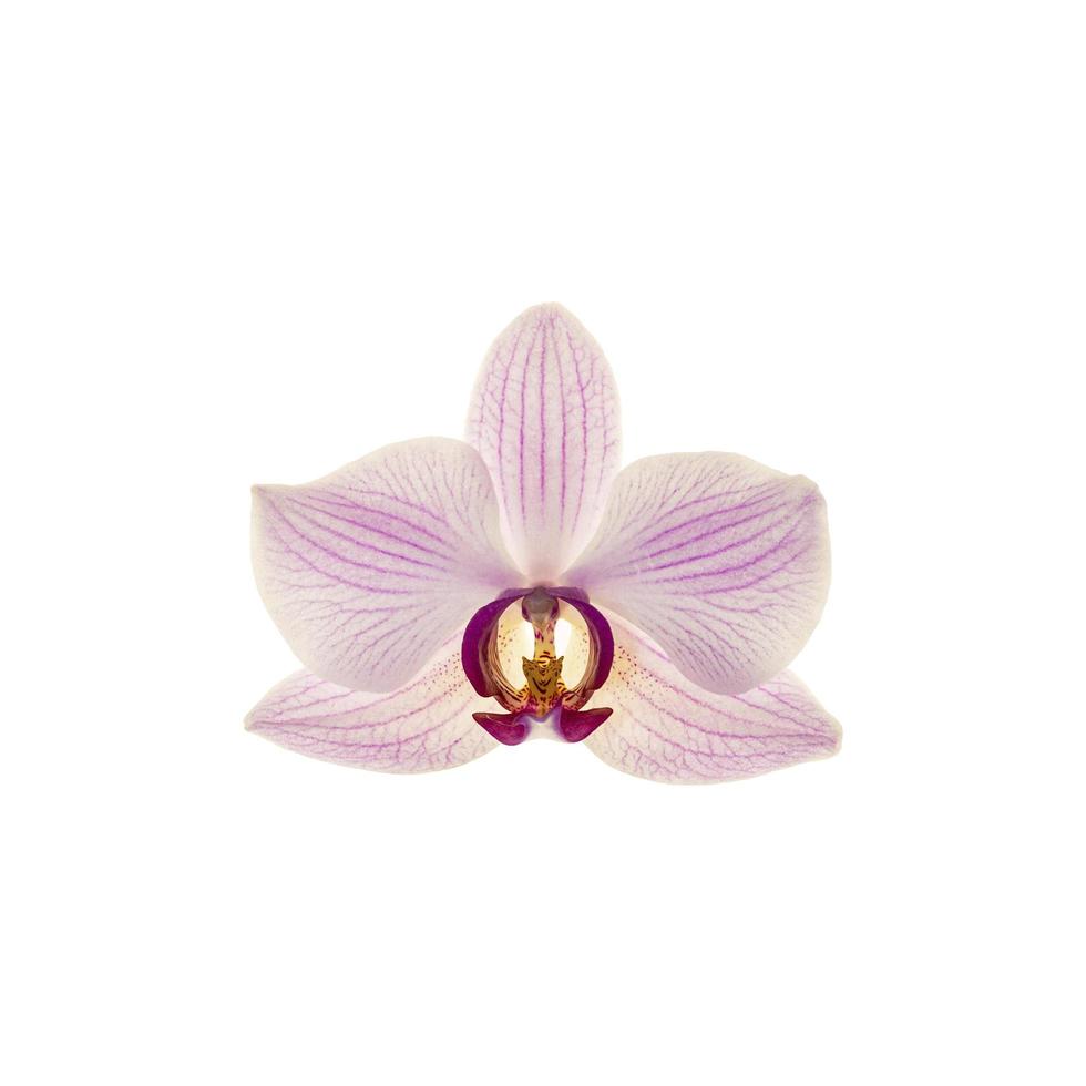 Orchid isolated on white background photo