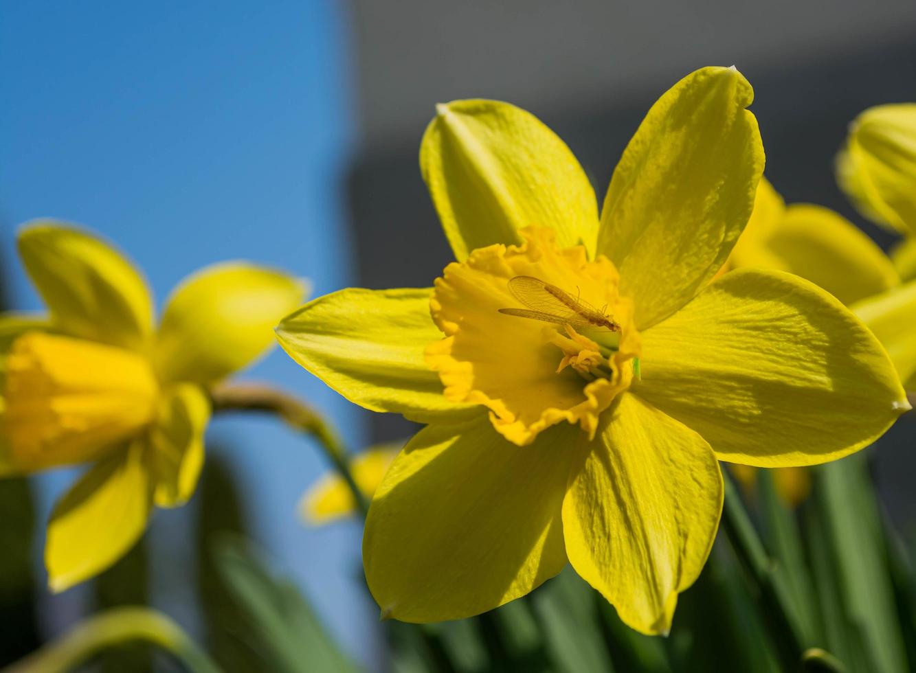 Spring, a blooming yellow daffodil on which an insect sits photo