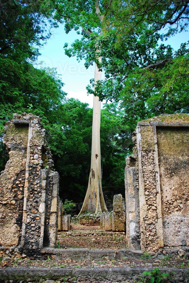 Gedi Ruins, Kenya photo