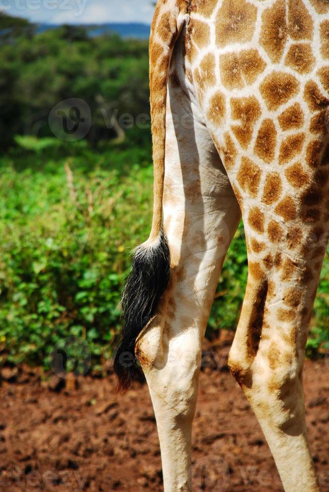 One girafe, Africa photo