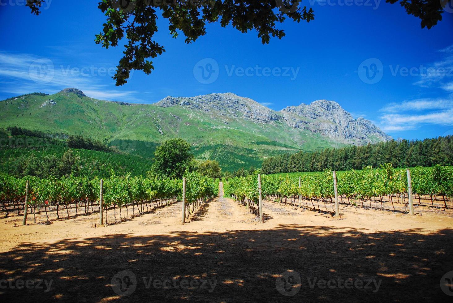 viñedo en sudáfrica foto