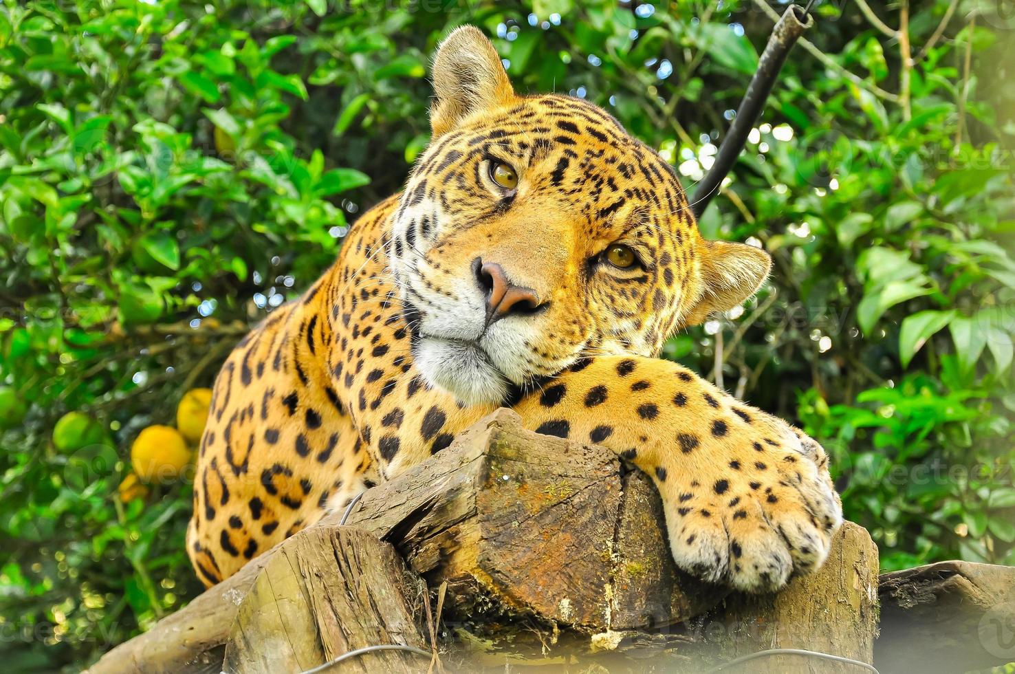 jaguar adulto, ecuador foto