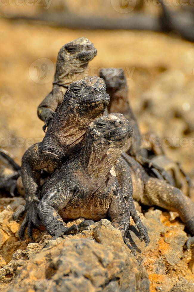 Marine Iguana, Ecuador photo