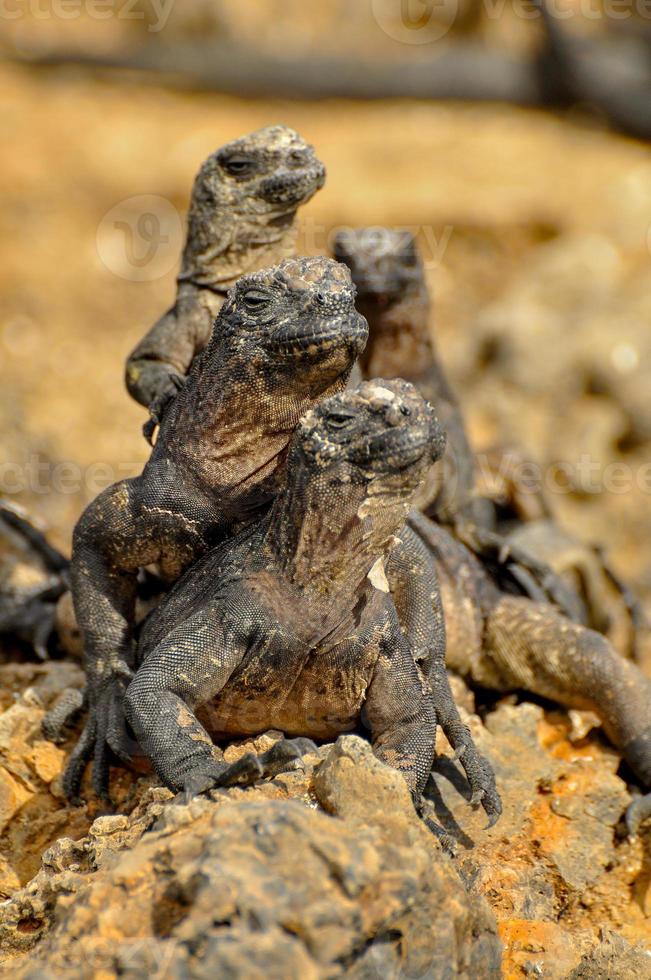 iguana marina, ecuador foto