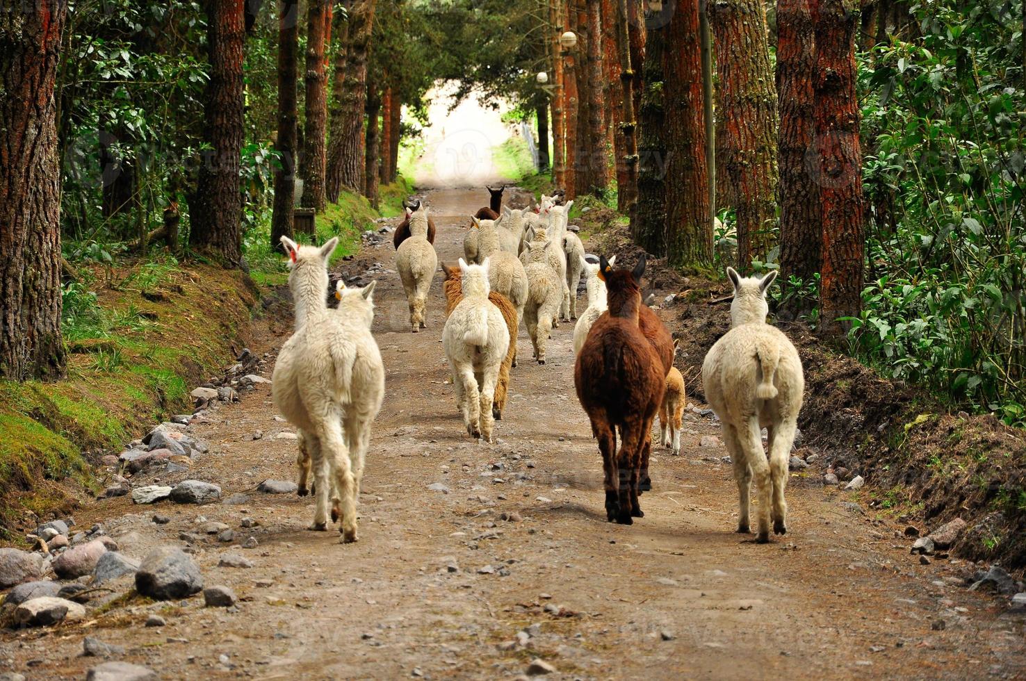 alpaca en un bosque6 foto