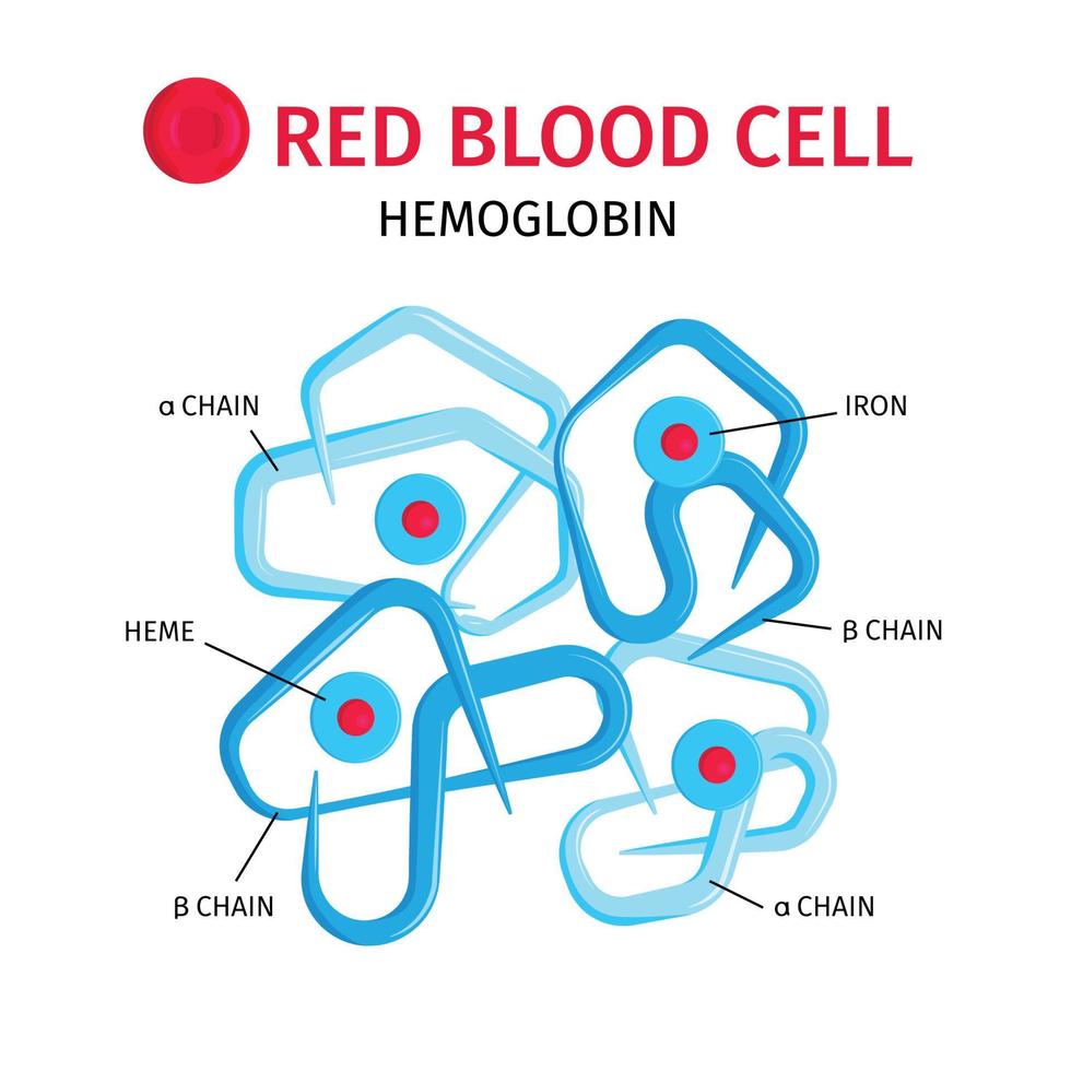 infografía de hemoglobina de células sanguíneas vector