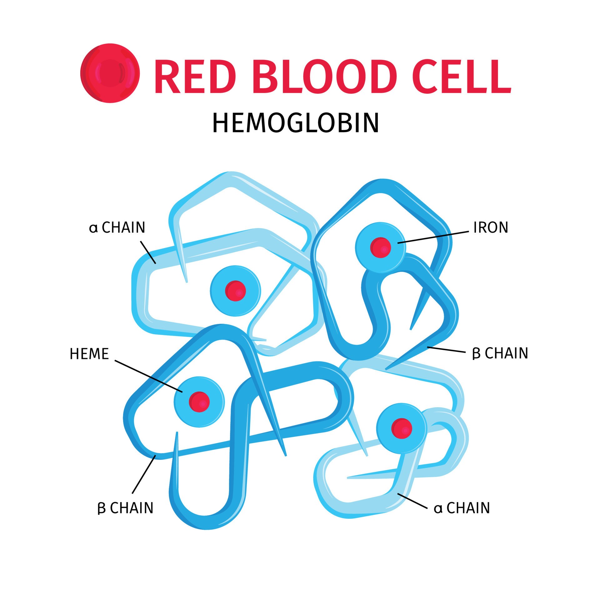 blood-cells-hemoglobin-infographics-4441834-vector-art-at-vecteezy