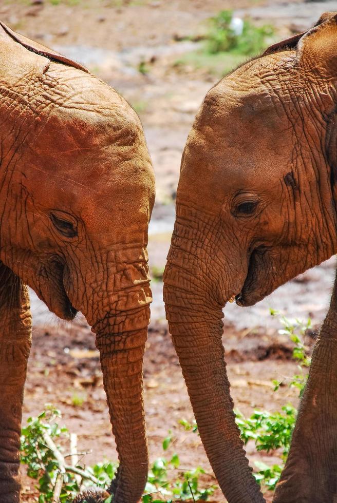 Two elephants together photo