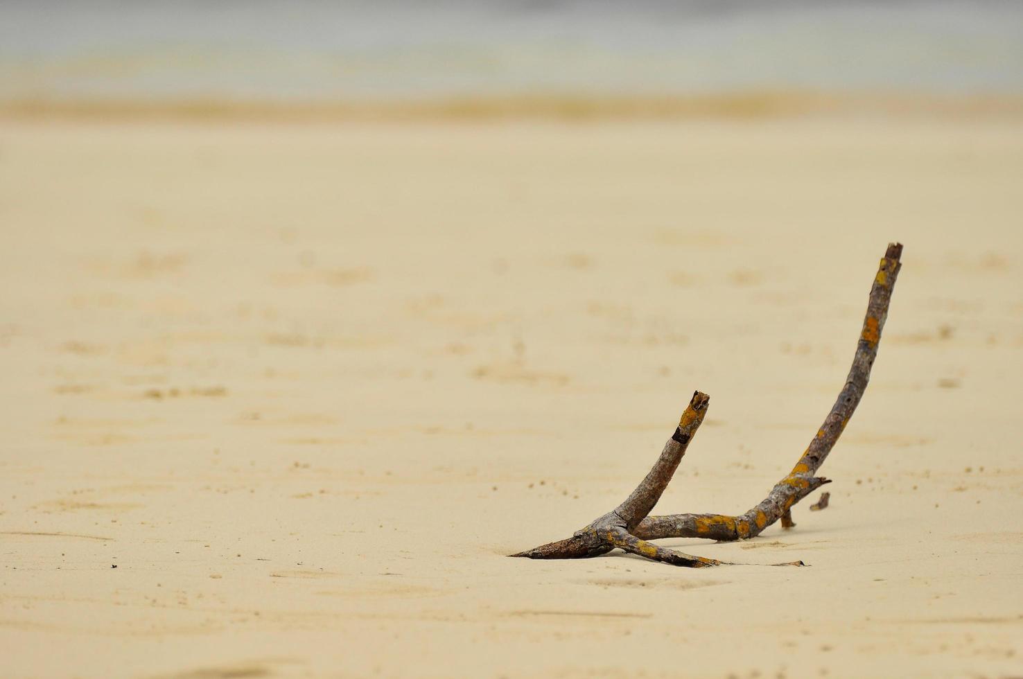 Branch on an empty beach photo