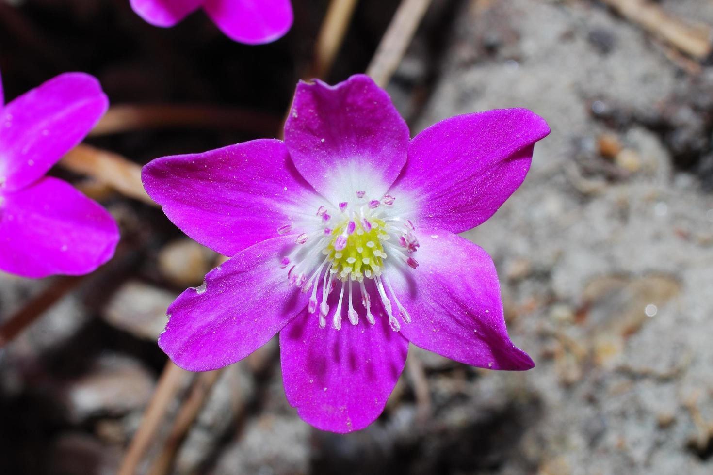 flor morada en la vista de detalle de primavera foto