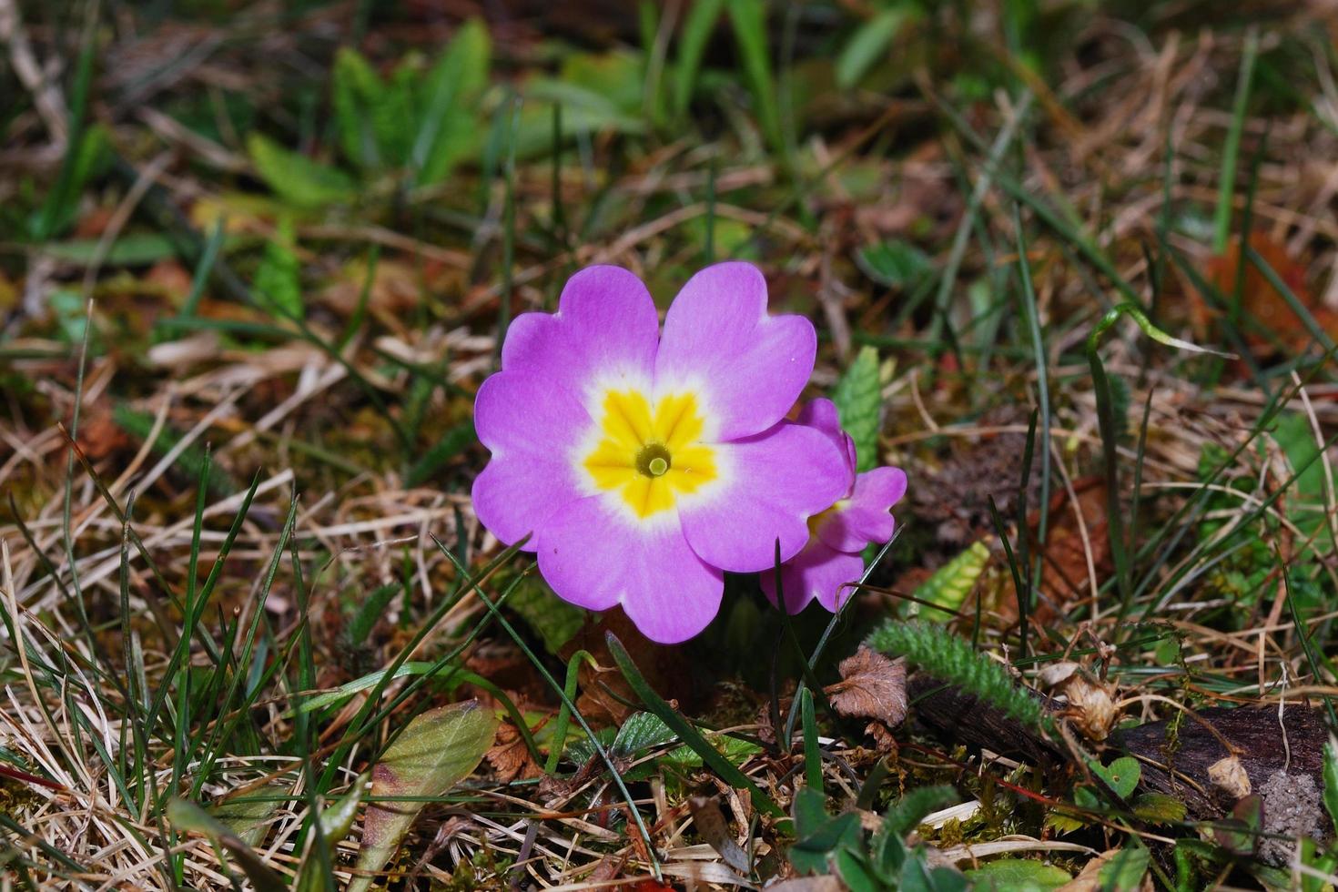 Primrose flower in spring photo