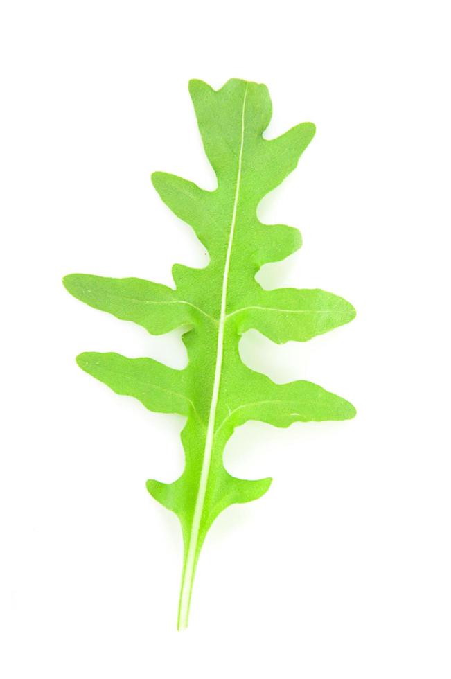 Green Fresh Arugula on White Background photo