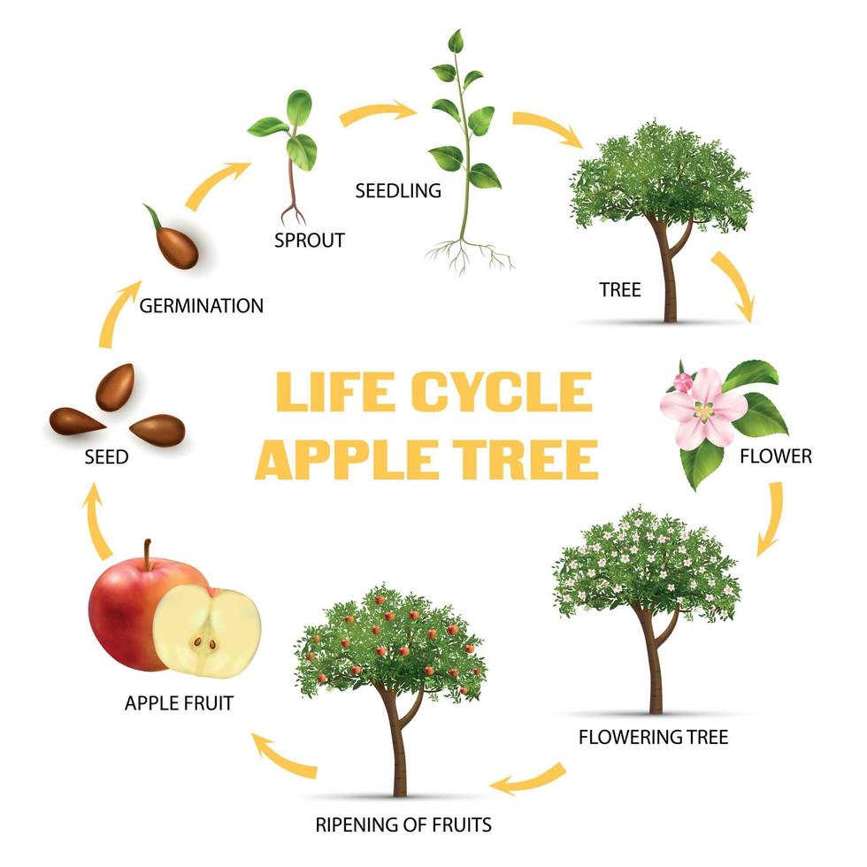 conjunto de infografía del ciclo de vida de la manzana vector