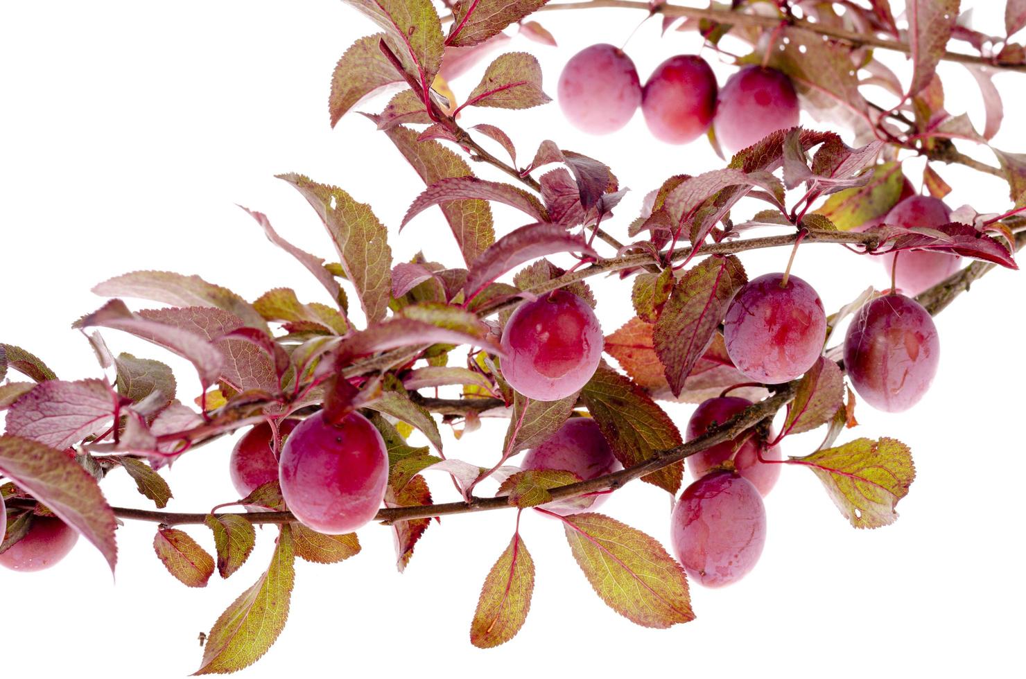 Prunus cerasifera 'Pissardii' branch on white background photo