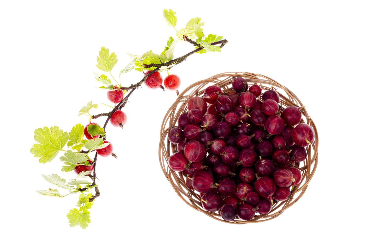 Branch of garden gooseberry with pink berries. photo