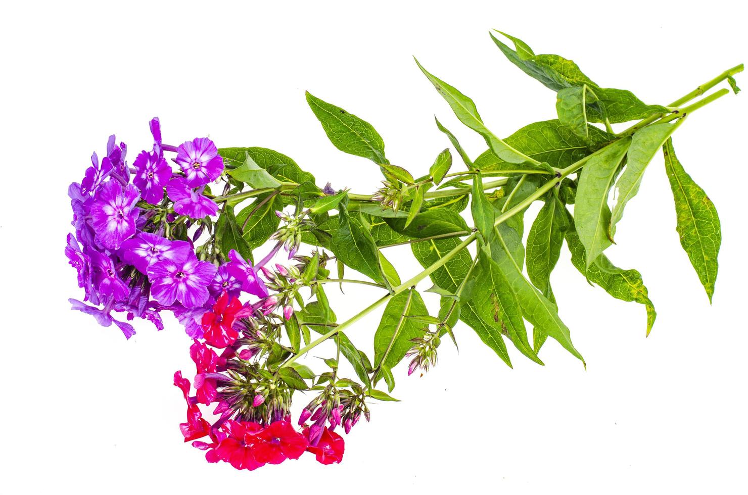 Bright garden phlox isolated on white background. photo