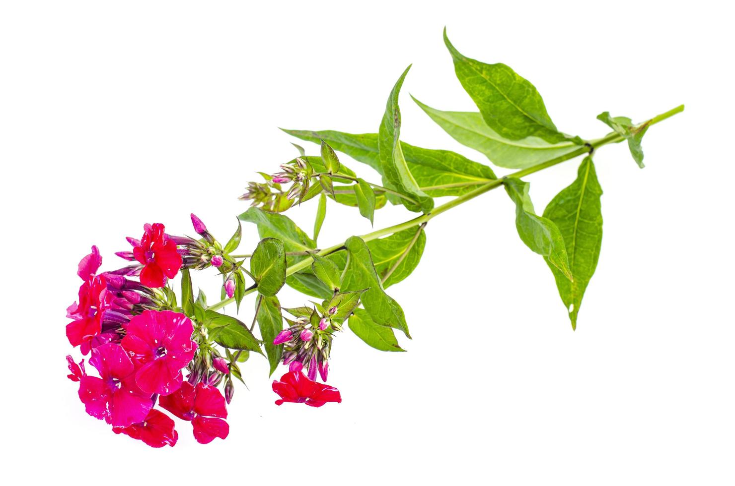 Bright garden phlox isolated on white background. photo