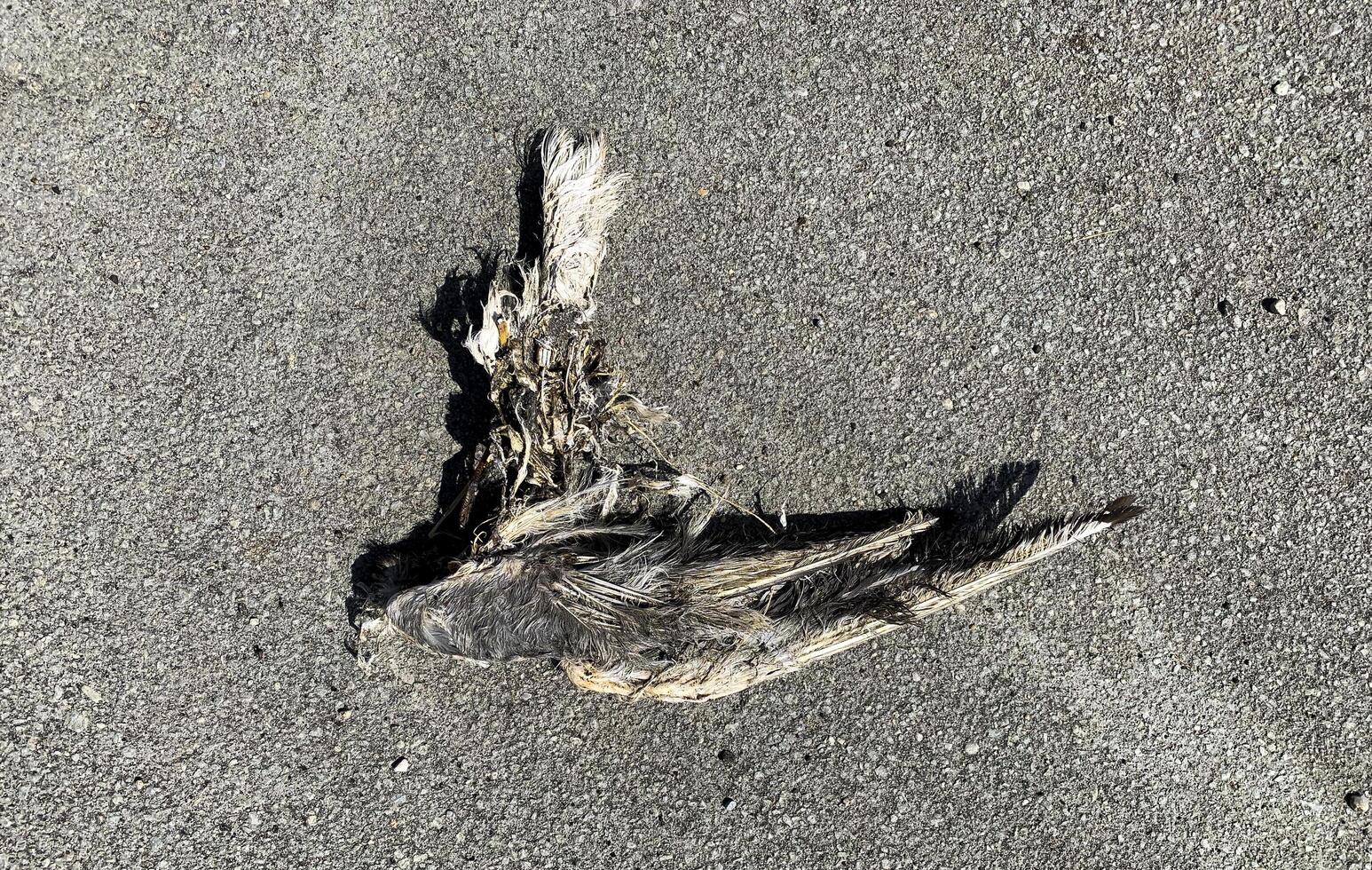 The unfortunate death of a flying bird. swallow. The corpse after death a week later. photo