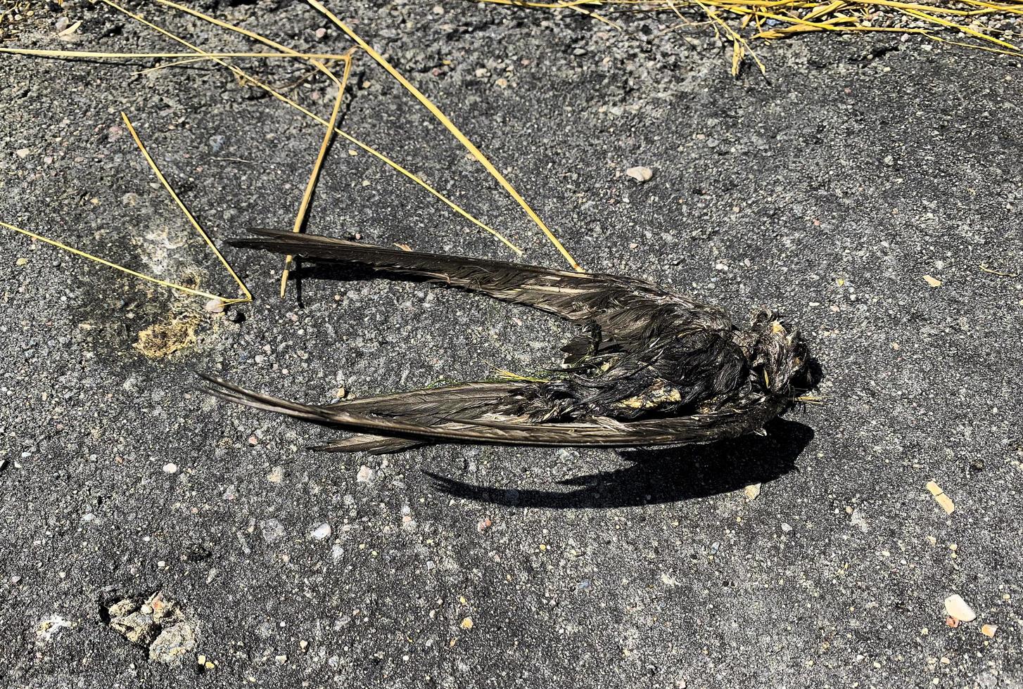 The unfortunate death of a flying bird. swallow. The corpse after death a week later. photo