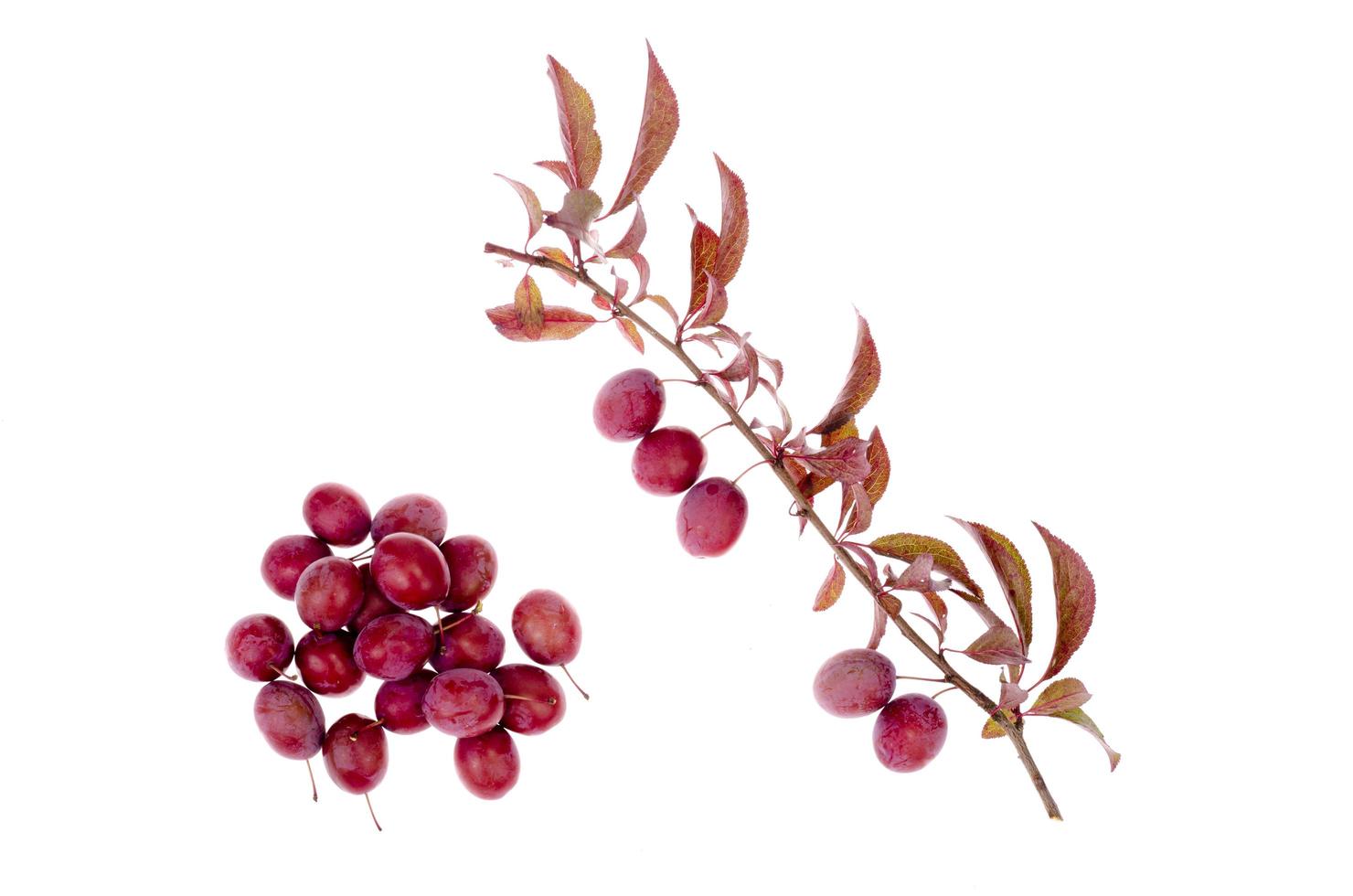 Prunus cerasifera 'Pissardii' branch on white background photo