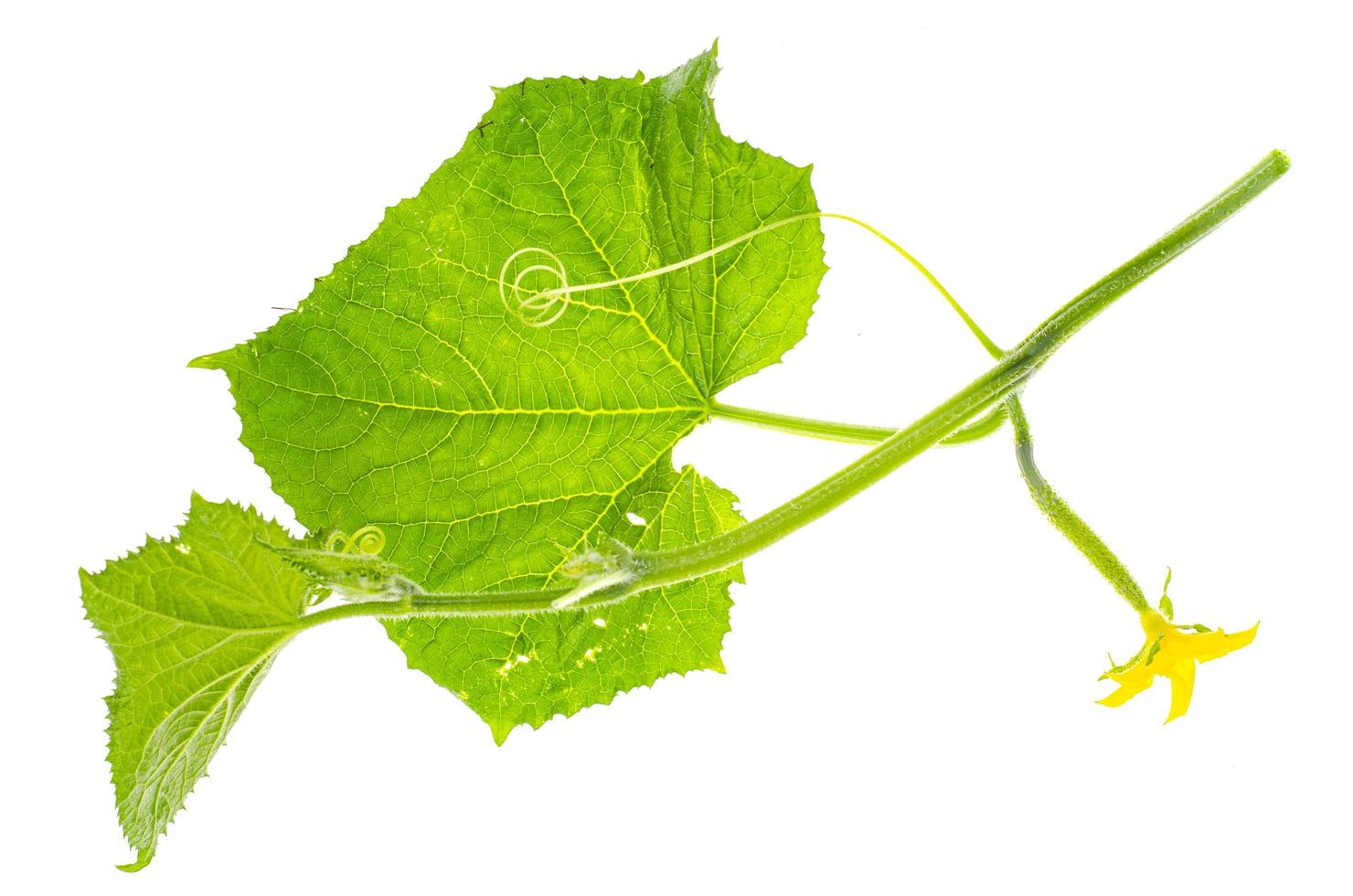 Green cucumber shoot with ovary and leaves. photo
