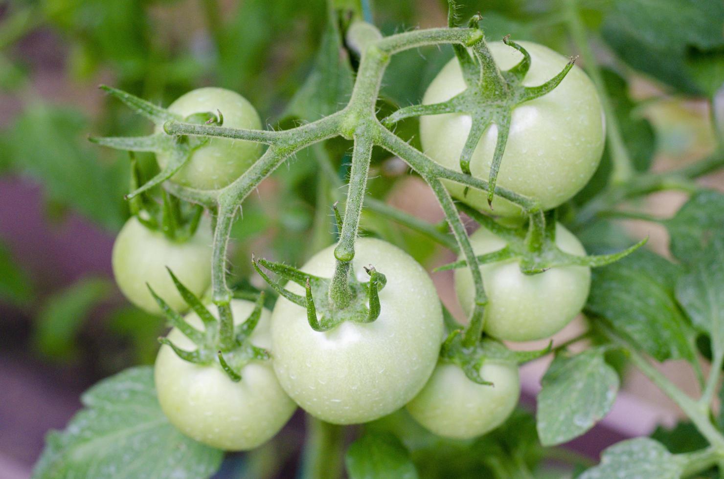 Branch of round green unripe tomatoes close-up. photo