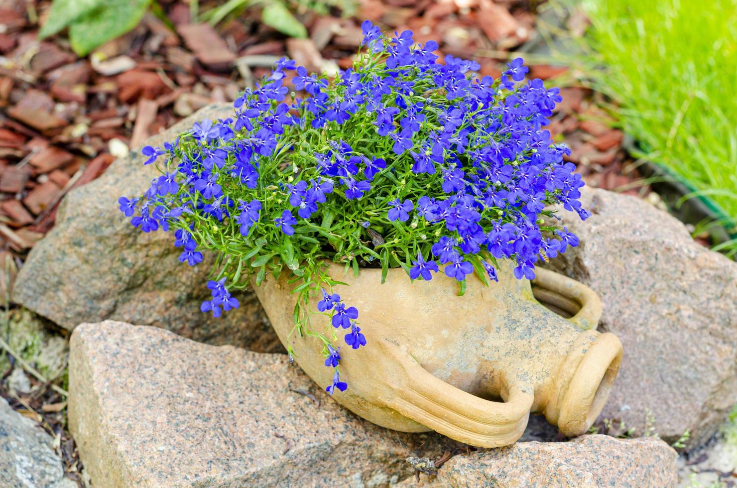 Blue lobelia flowers grow in clay street pot. 4455351 Stock Photo at