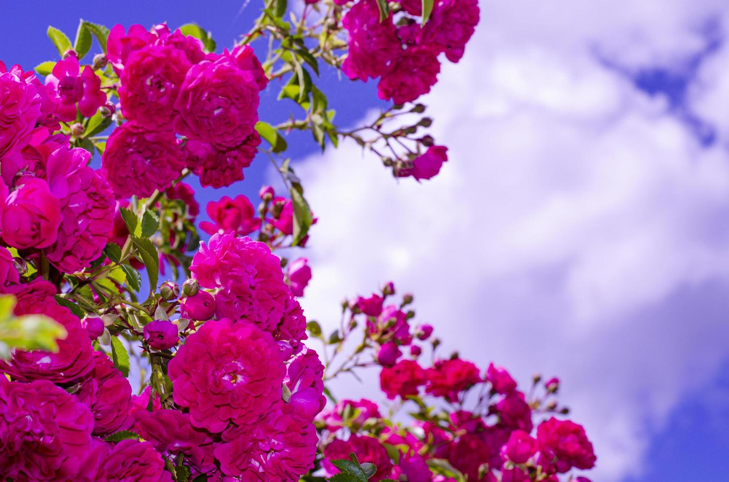 flores de color rosa rosa brillante en el cielo azul foto