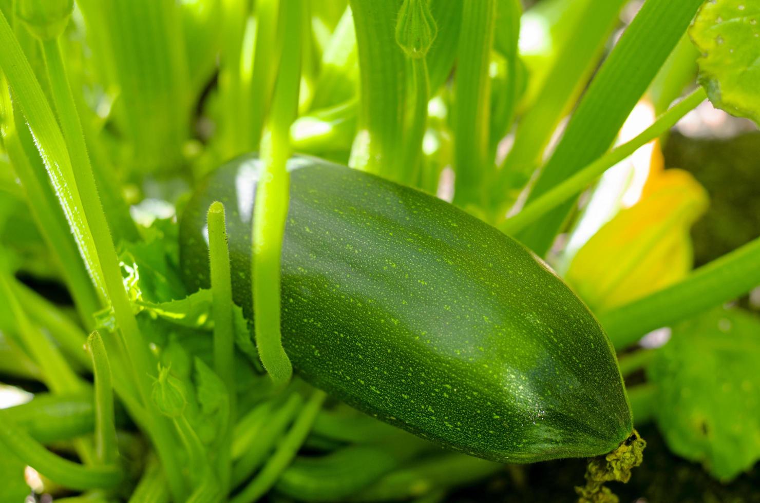 fruit of zucchini squash grows on bush photo