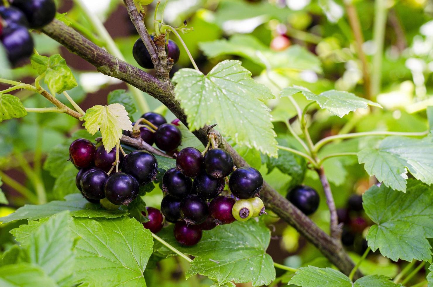 Blackcurrant berries ripen on bush growing outdoors photo