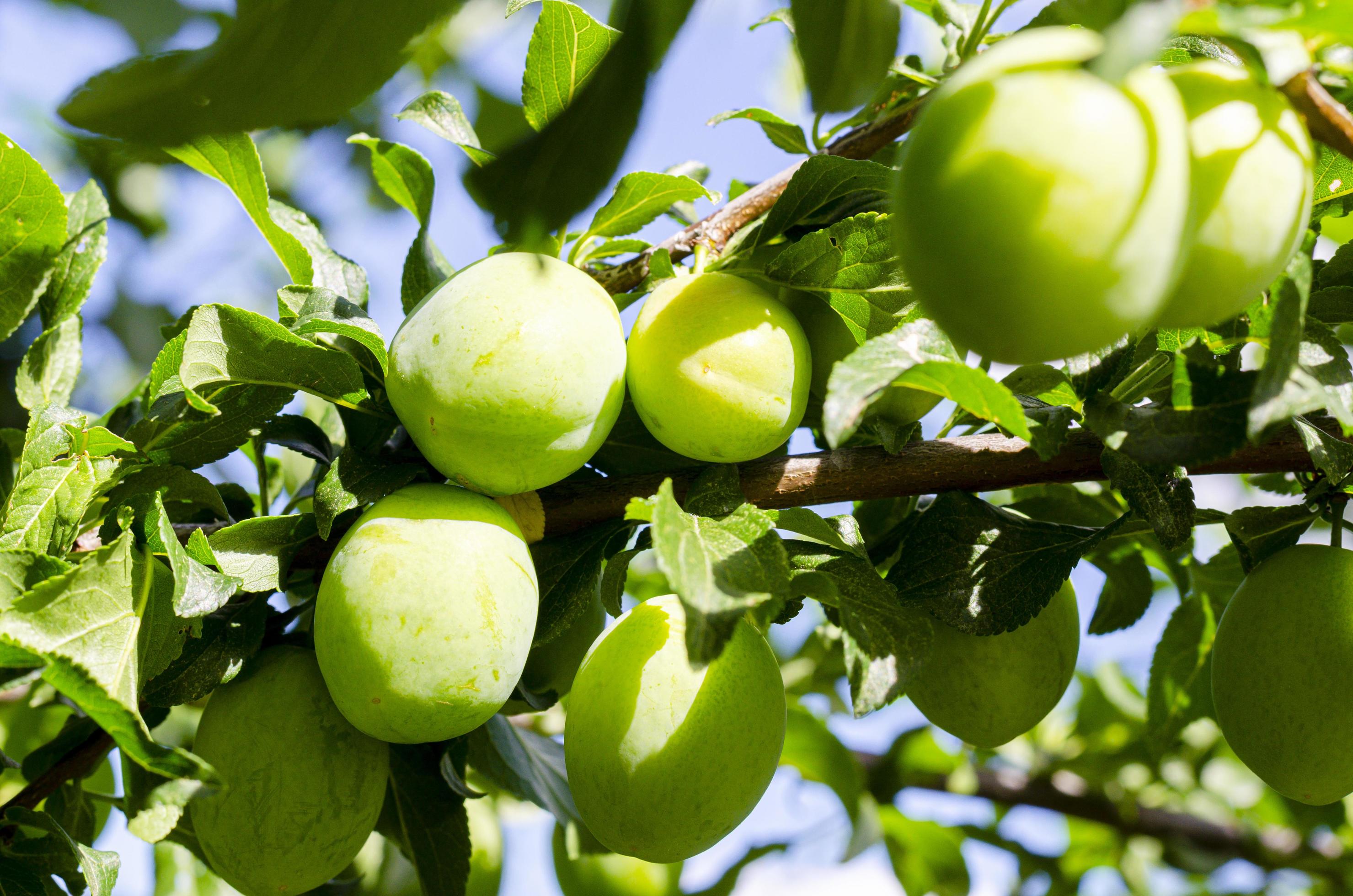 Green unripe plum fruits on tree branches. 4455361 Stock Photo at Vecteezy
