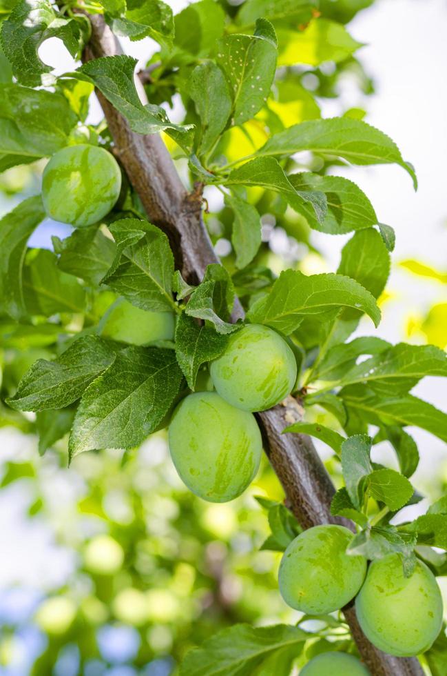 Green unripe plum fruits on tree branches. photo