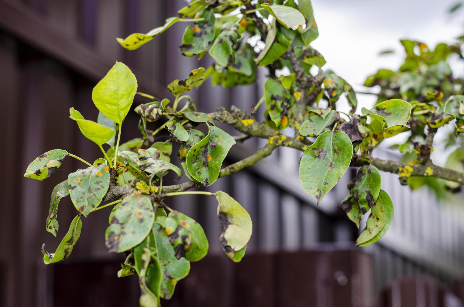 Leaves of fruit trees affected by fungal diseases photo