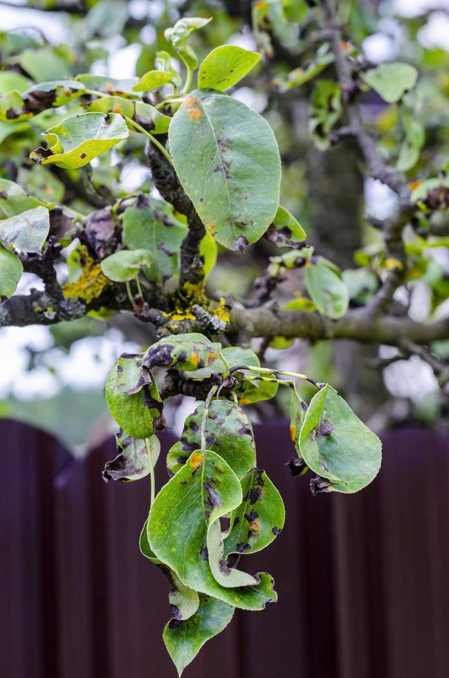 hojas de árboles frutales afectados por enfermedades fúngicas foto
