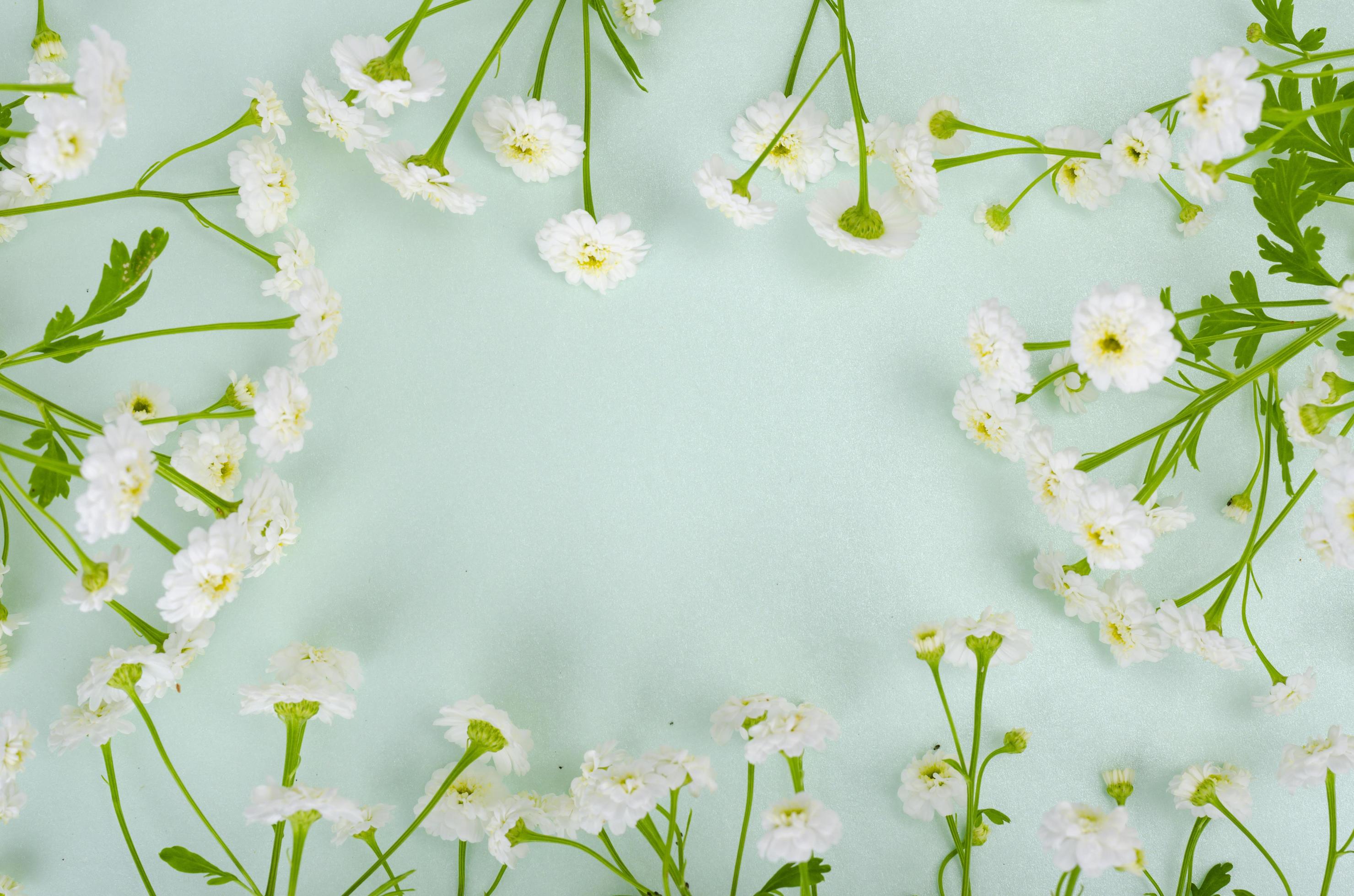 Bouquet Of White Small Garden Flowers On Light Green Background Stock Photo At Vecteezy