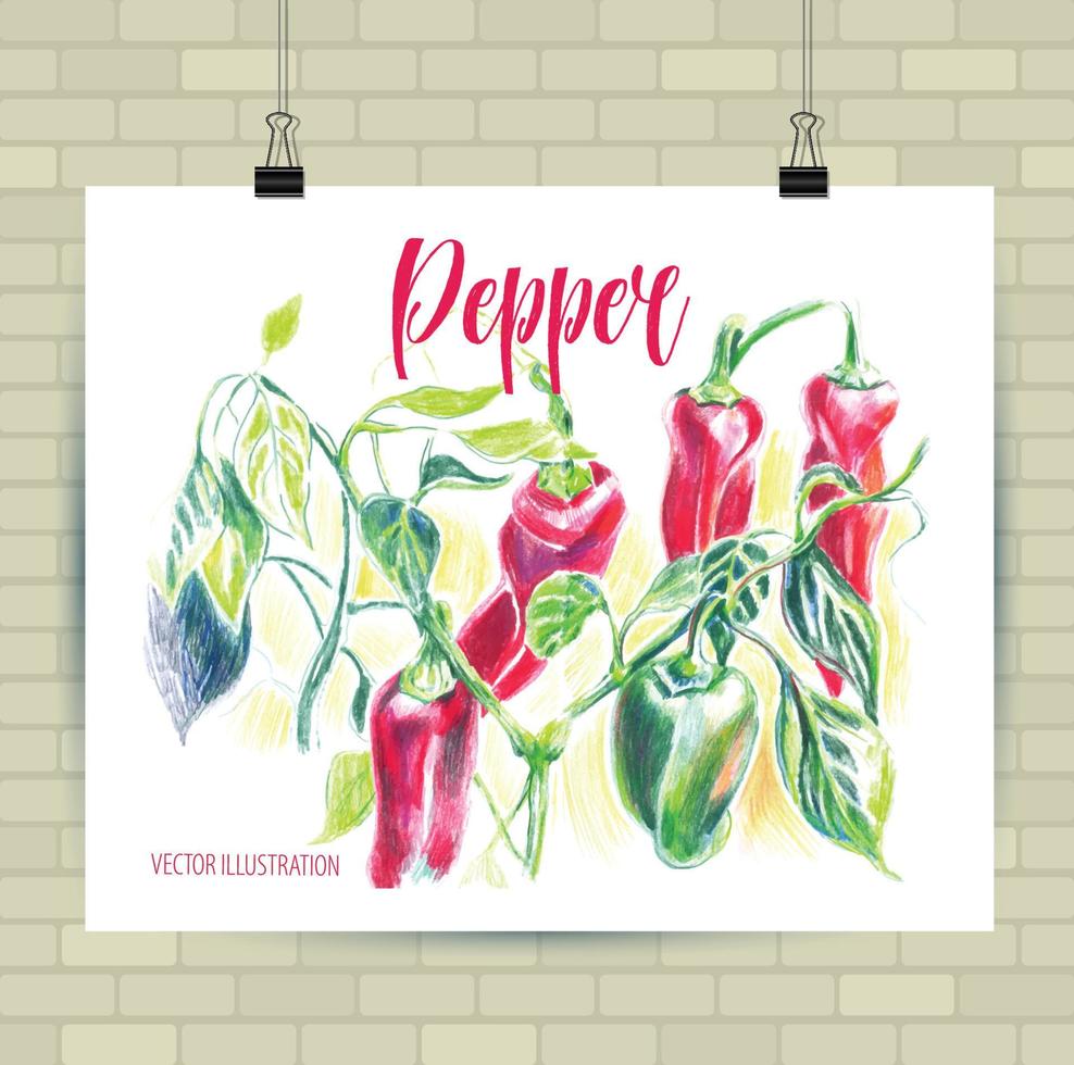 Colorful hand drawn sketch illustration of bell papper on a white background. vector