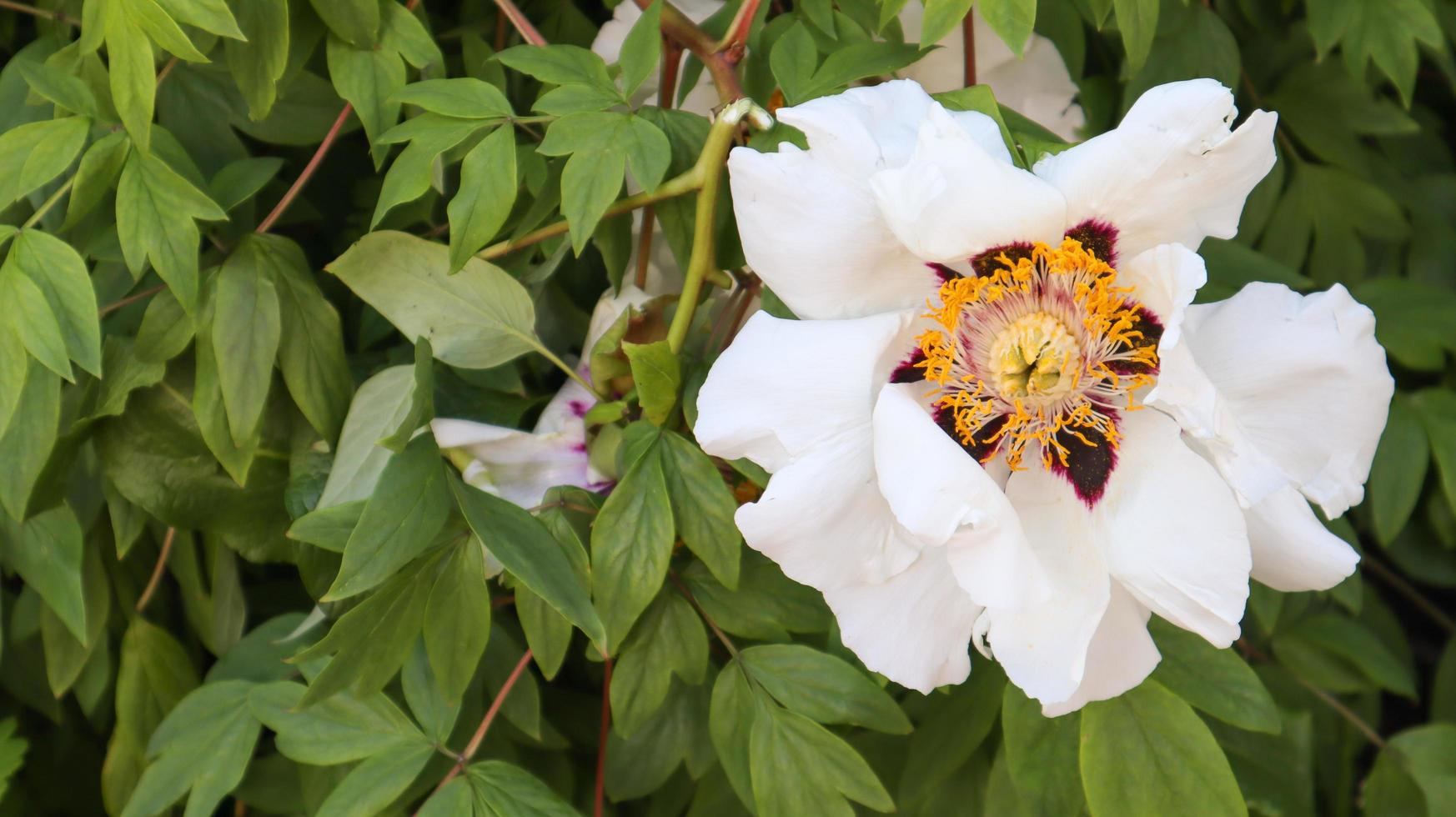 Head of a pale pink tree peony flower in the park. Natural background. Paeonia suffruticosa. Website template. Very beautiful blooming peony flower on a bush. photo