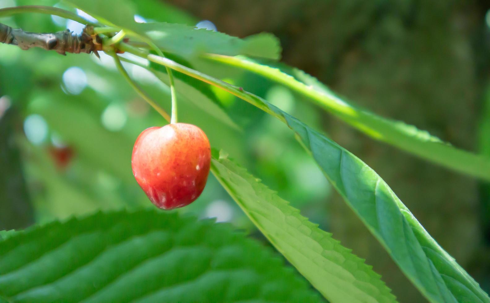 Ripe red and sweet cherry berries hanging from a tree branch before harvest in early summer. A tree with delicious and juicy dark red bird cherry fruits hanging from a tree branch. photo