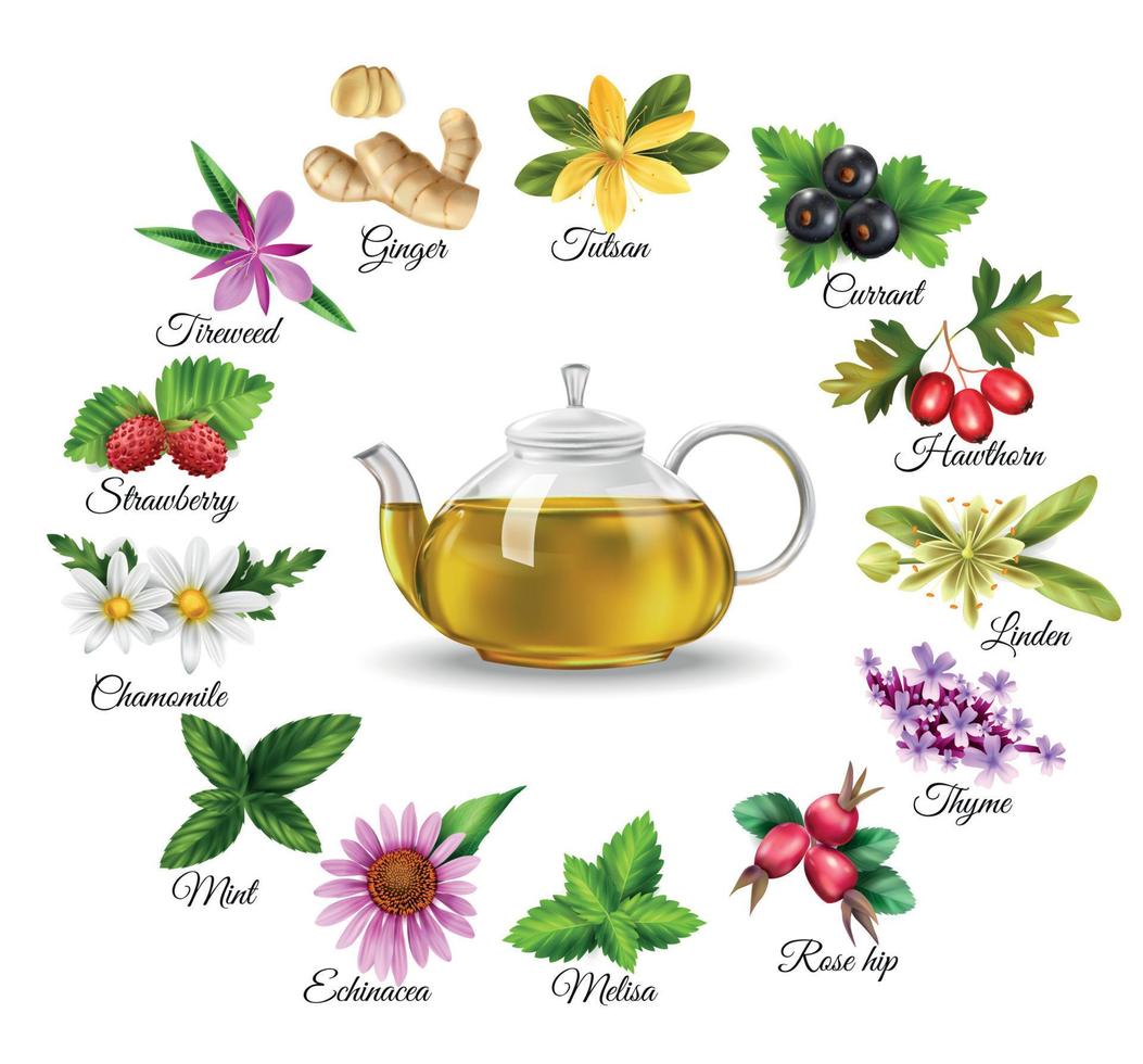 Herbal Tea Set vector