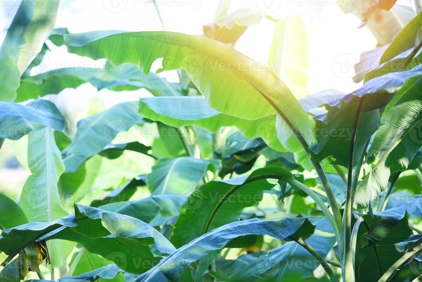 Banana leaf background on banana tree with sunlight in the garden, banana plantation agricultural farm photo