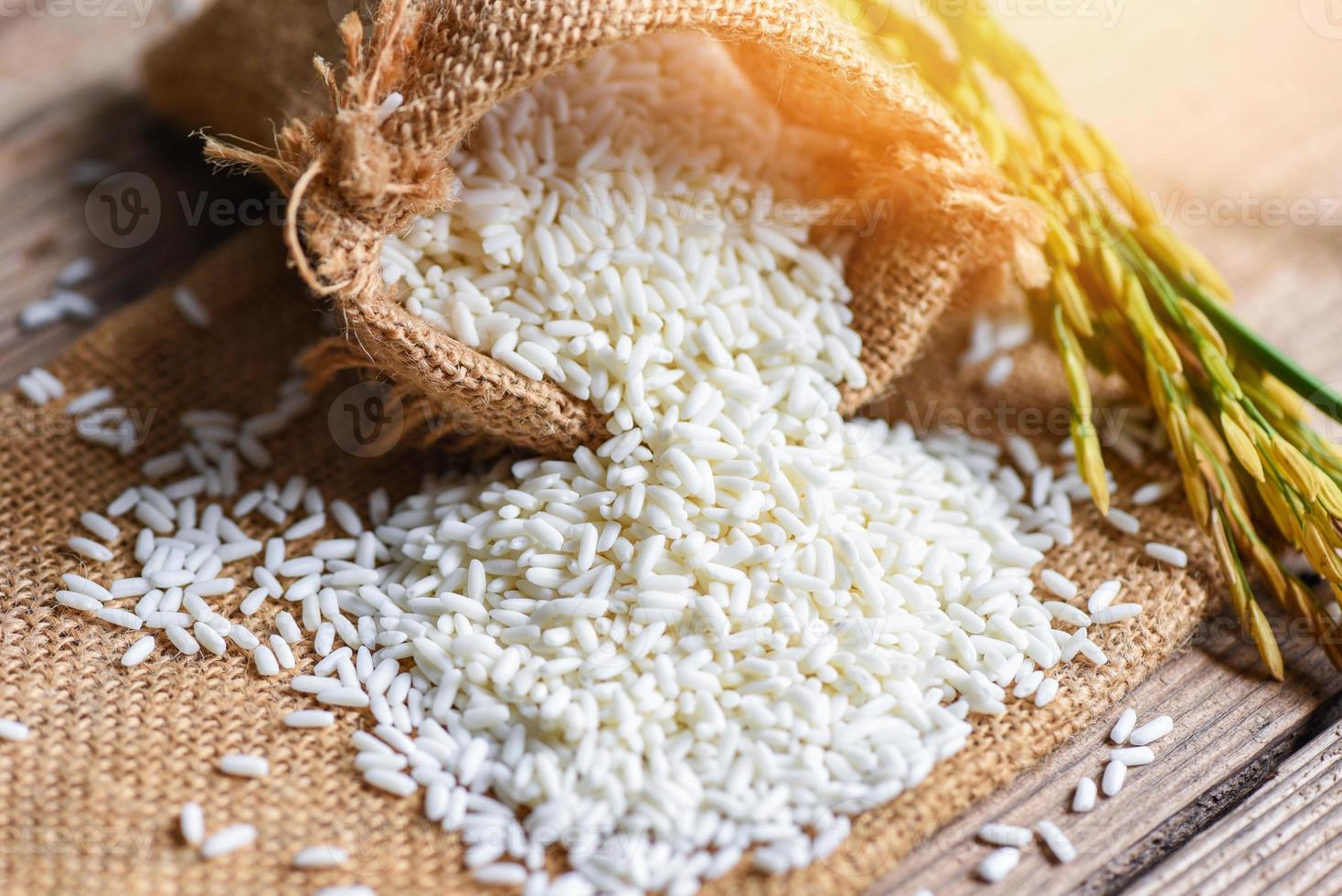 Jasmine white rice in sack and harvested yellow rip rice paddy on wooden table, harvest rice and food grains cooking concept photo